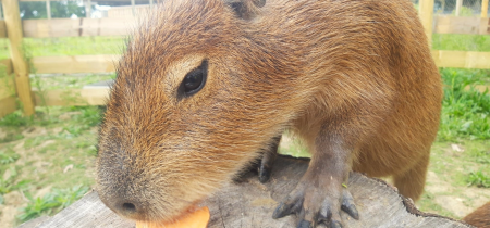 Capybara Experience - Book Now!