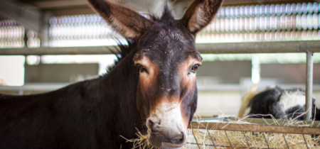 Admission to Rand Farm Park