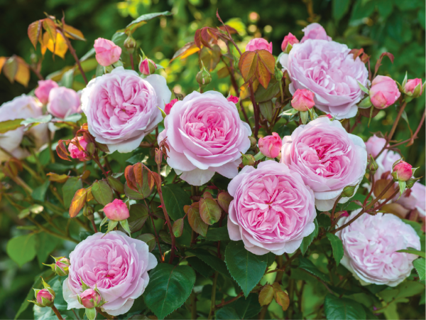 David Austin Rose Talk