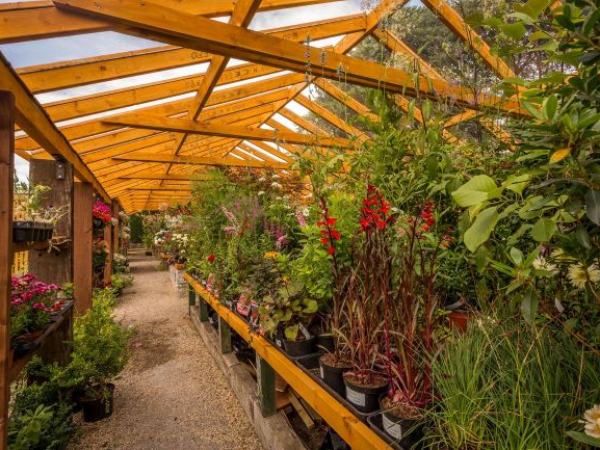The Vanishing Garden - A Plantsman’s Pick of Good Garden Plants with Jack Aldridge