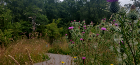 Footpath with thistles in foreground