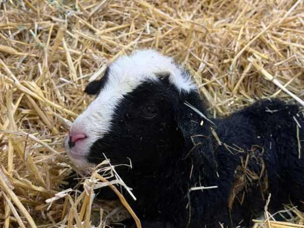 VIP Lambing Experience: Up-Close and Pen-side