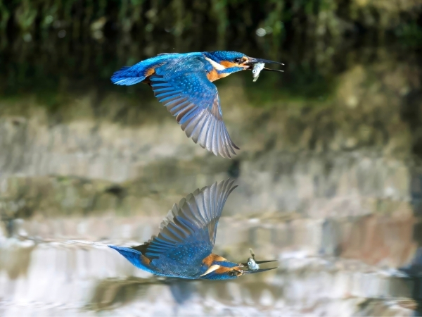 An image of a kingfisher flying above The Bishop's Palace moat. Taken by Paul Nicholls.
