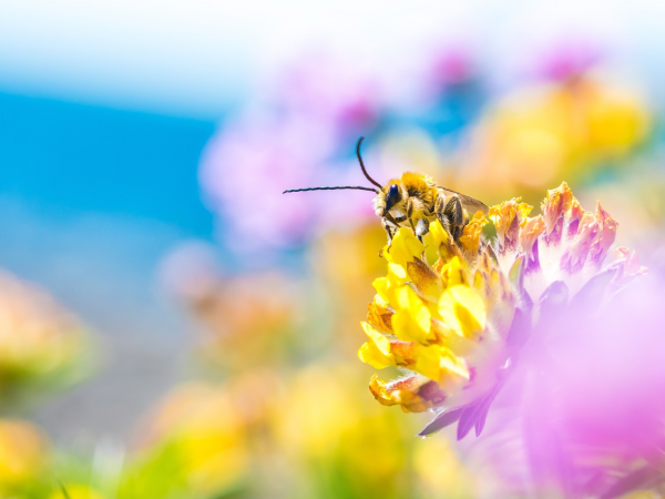 Solitary Bee ID for Beginners