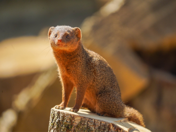Picture of a mongoose sitting on a tree stump