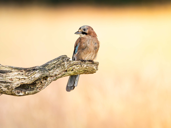 Photographing Wildlife Behaviour (London)