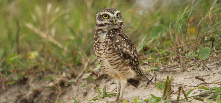 Burrowing Owl Encounter