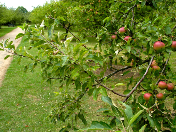 Orchard Foraging Walk (Heritage Open Days 2026)