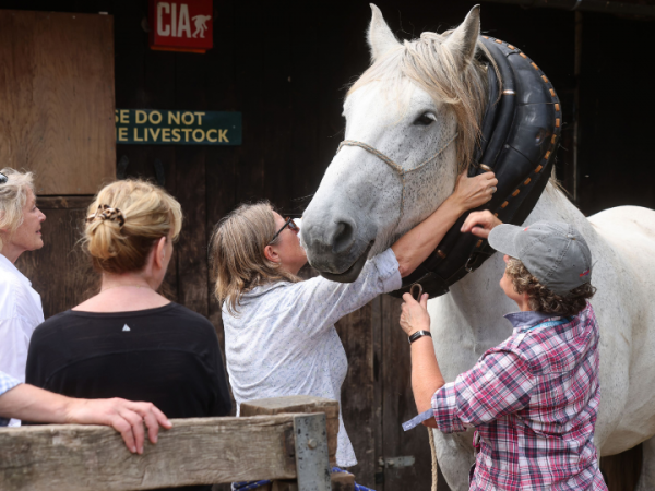 How to care for and manage heavy horses