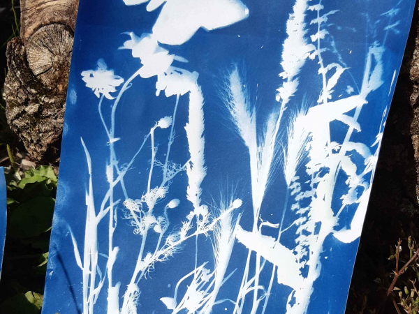 Cyanotype Sun Printing Families Workshop