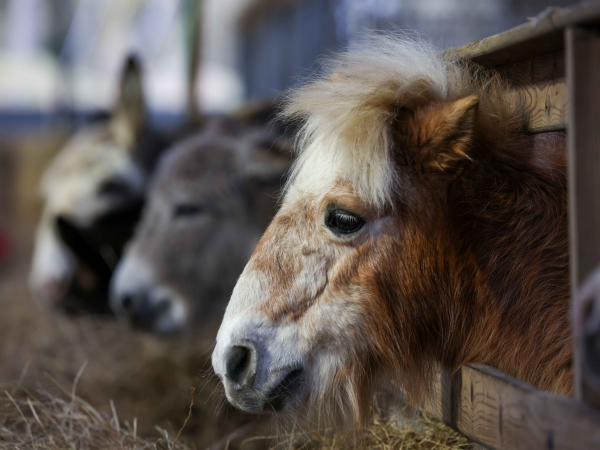 Farm tots - Chinese New Year! 26th February