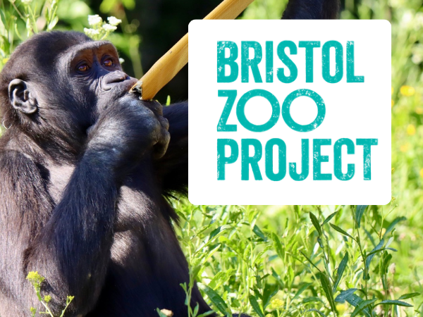 Great Ape Workshop