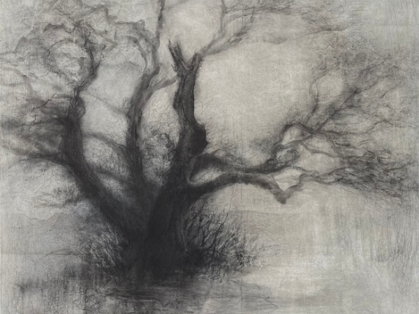 Private View: Seen in the Trees – Tansy Lee Moir