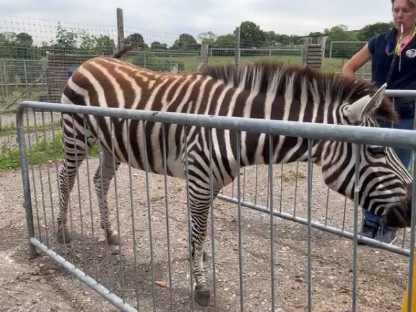 Training Skills Workshop