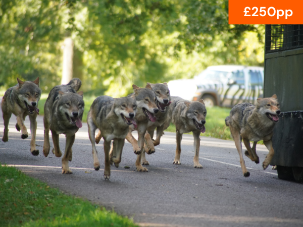 VIP WOLF FEEDING AND HYENA EXPERIENCE