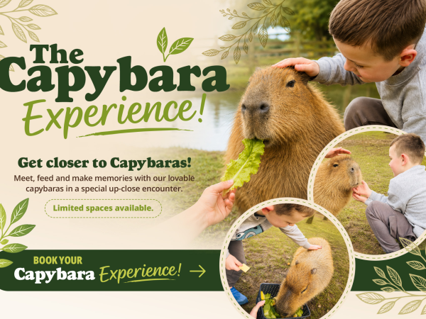 Capybara Experiences