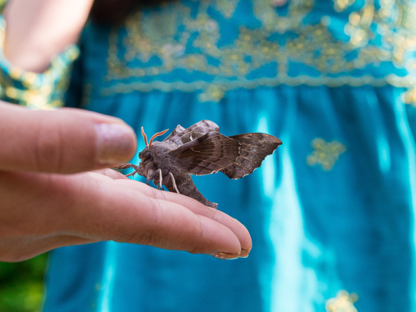 Nature Craft: Make a Moth Headdress