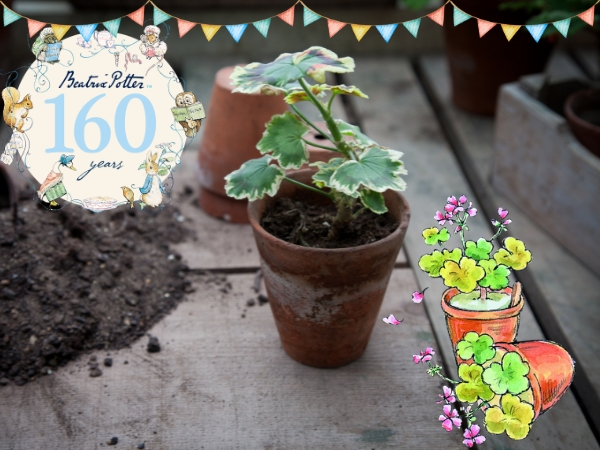 Plant and grow