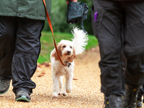 Woof Walk: Broughton Brook