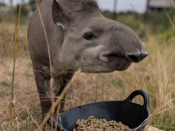 Animal Encounter - Tapir