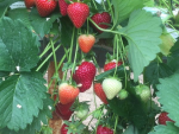 Pick Your Own Fruit Voucher - Iver - Postcode SL0 0LU
