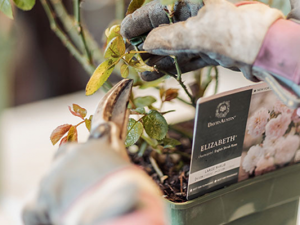 Rose Pruning Workshop with David Austin 2026