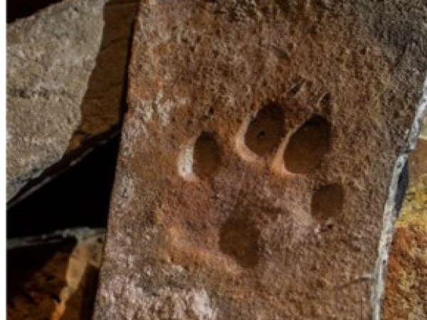 20th  - 23rd August: Hands on History: Paw print tiles & Summer Storytelling