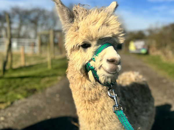 Alpaca Walking Experience