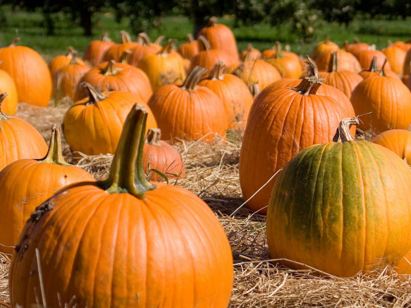 Pumpkinfest 2025