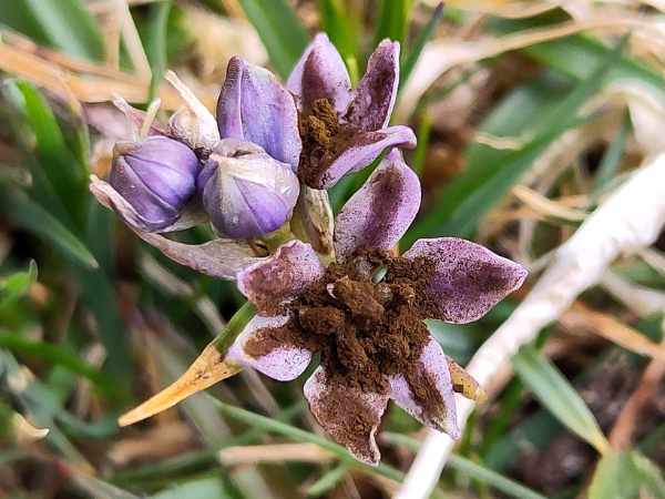 Plant Pathogenic Fungi Training Course