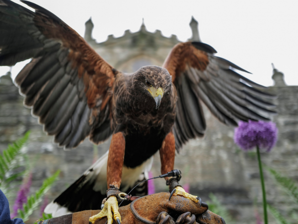 Birds of Prey Experience for 5