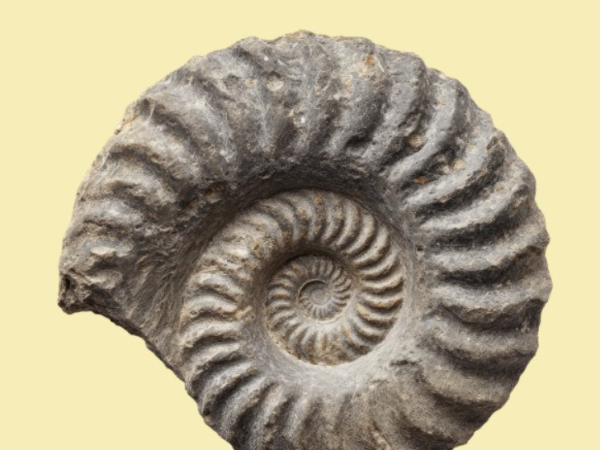 Jurassic Fossil Fun