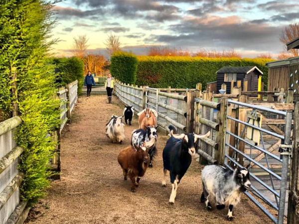 Admission 2025 - Including Access To The Farm, Soft Play & Falconry Area