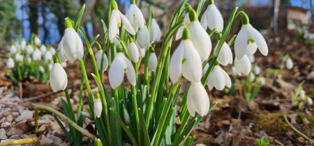 Springtime Snowdrops 2025