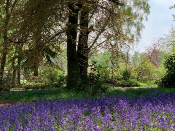 Beltane Wellness Festival  | Forest Bathing: Well With Nature Therapy