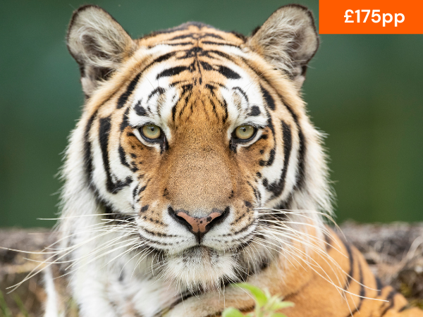 VIP TIGER FEEDING EXPERIENCE