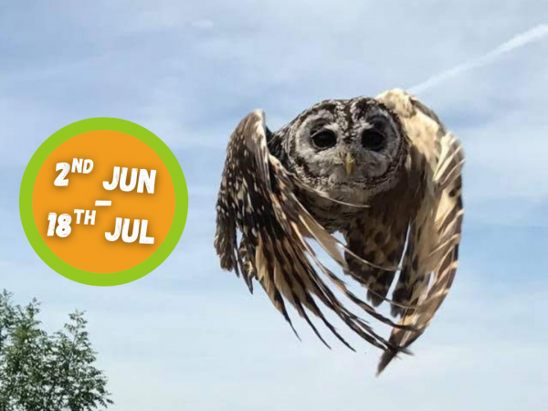 2025 - Early Summer Jun 2nd - Jul 18th