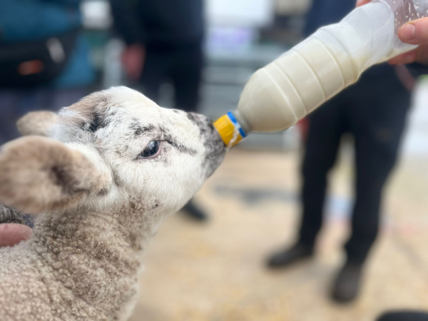 Lamb Bottle Feeding Sessions