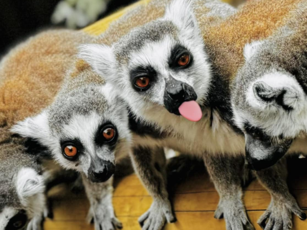Lemur Encounter booking