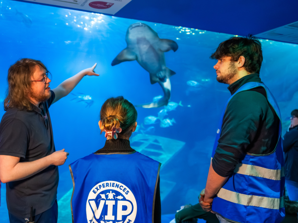 Zebra Shark Experience at the Aquarium