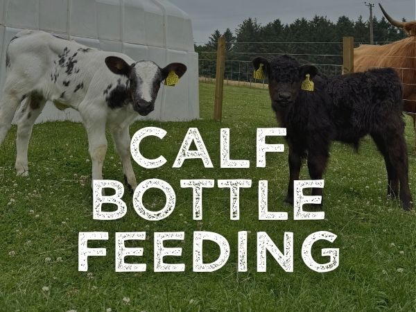 Calf Bottle Feeding