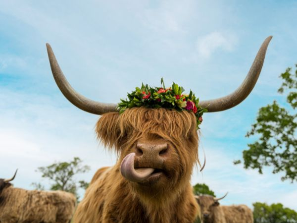 Highland Cow Sip & Paint Experience