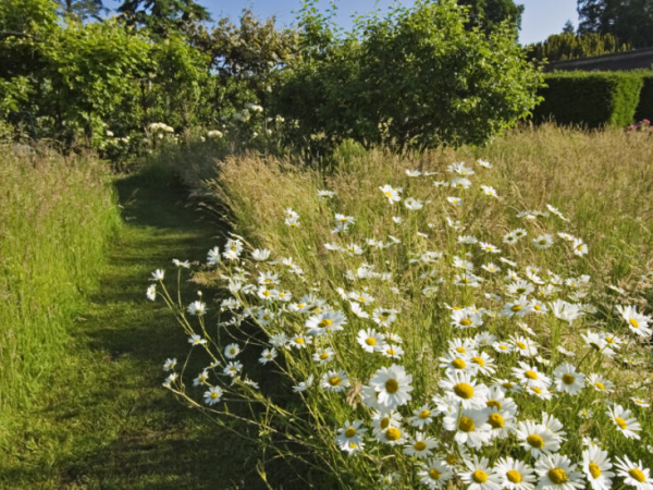 Can Nature Friendly Gardens Be Beautiful?  