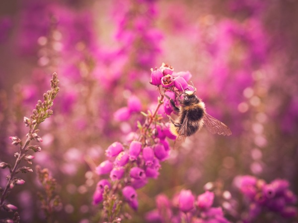 Natural History Recording and the Art of Noticing