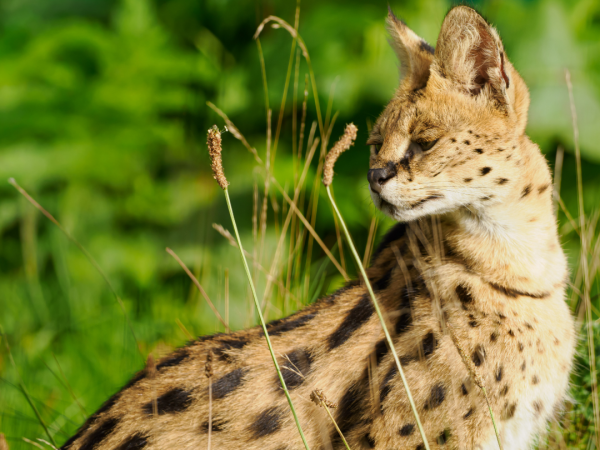 Junior Animal Carer Experience