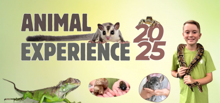 Animal Experience