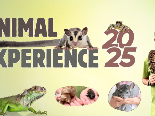 Animal Experience