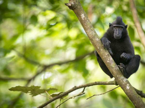 Saving the Yaki - A Conservation Journey from Dublin to Sulawesi