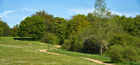 Walk & Talk: Summer Tree ID at Bancroft