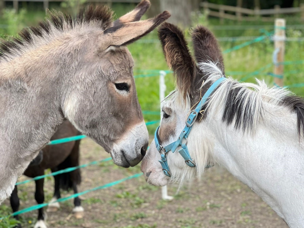 Summer Equine Experience